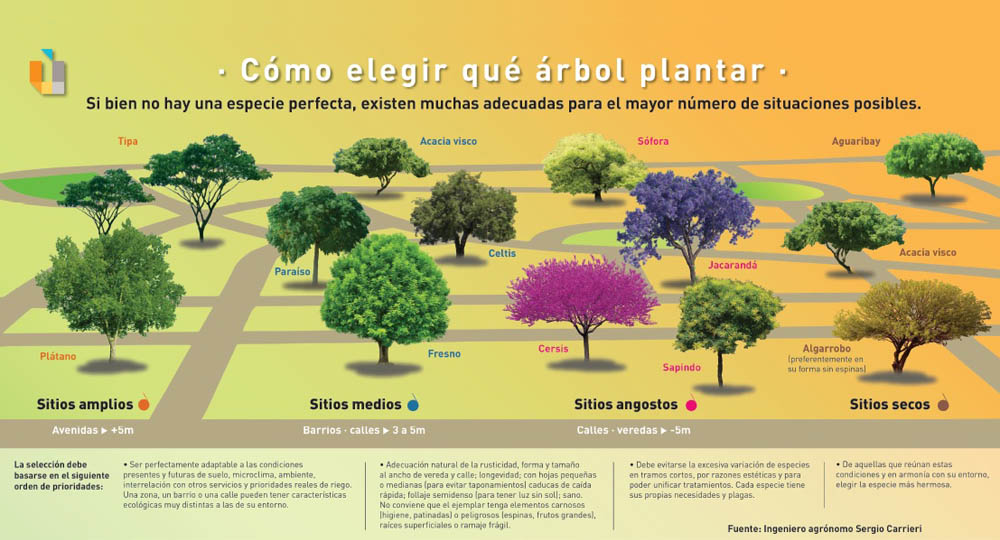 Urbanismo: Cómo elegir qué árbol plantar | Arquitectura