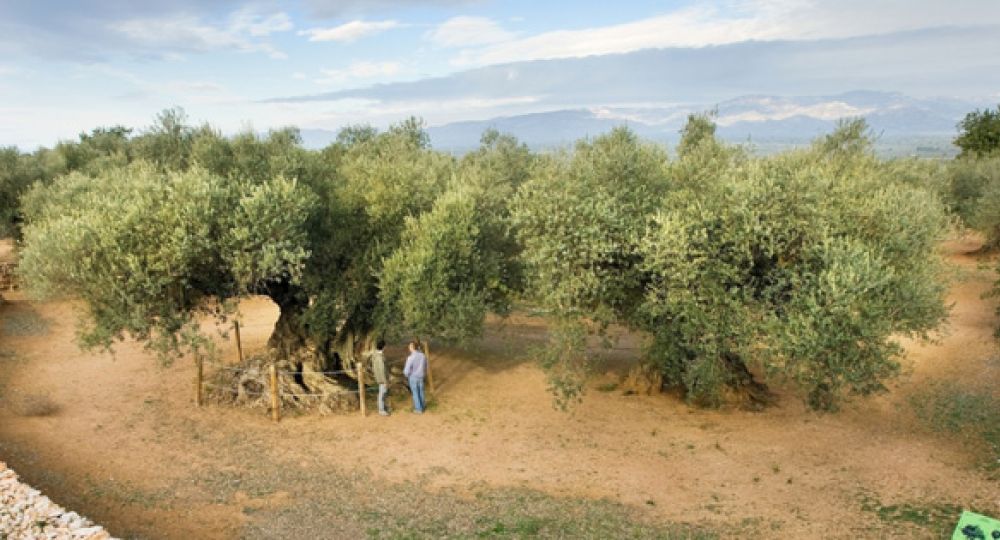 Paisajes de olivos milenarios del Territorio Sènia.