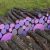 El camino de los registros del púrpura. El paisaje por Michael McGillis