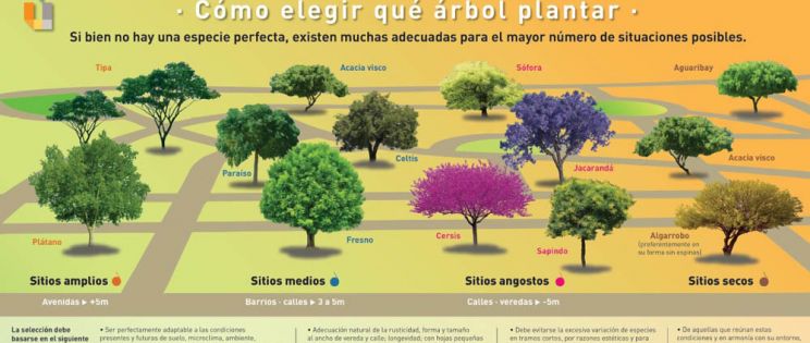 Urbanismo: Cómo elegir qué árbol plantar