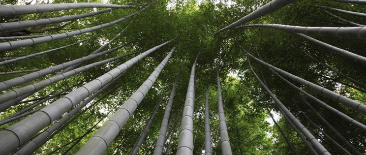 Nuevos lanzamientos MOSO®: compromiso por la innovación y diseño sostenible