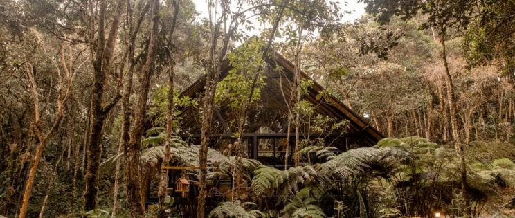 Camuflada entre el Espesor: Casa del Bosque