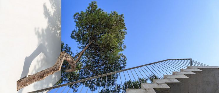 Un poema construido entre árboles: Recordando al arquitecto Antonio Jiménez Torrecillas