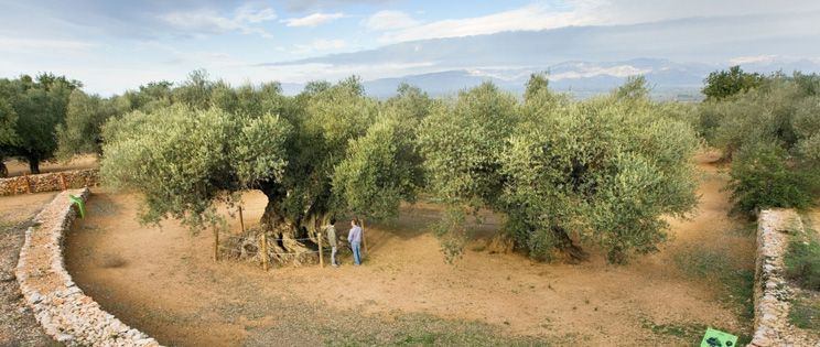 Paisajes de olivos milenarios del Territorio Sènia.