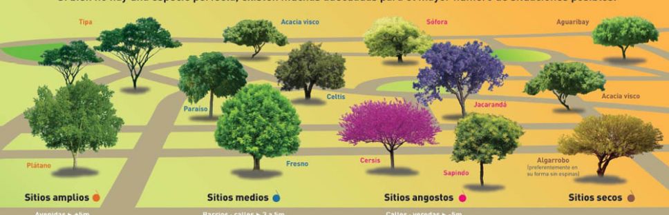 Urbanismo: Cómo elegir qué árbol plantar Urbanismo: Cómo elegir qué árbol plantar