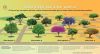 Urbanismo: Cómo elegir qué árbol plantar