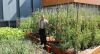 El fenómeno Urban Farming, algo más que arquitectura verde: un huerto en la azotea. 