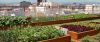 Huertos urbanos, jardines comestibles, ciudades sostenibles